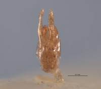 Pyropyga saltensis image