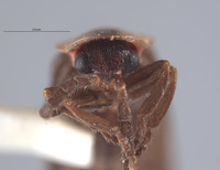 Pyropyga saltensis image