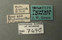 Pyropyga saltensis image