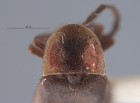 Pyropyga saltensis image