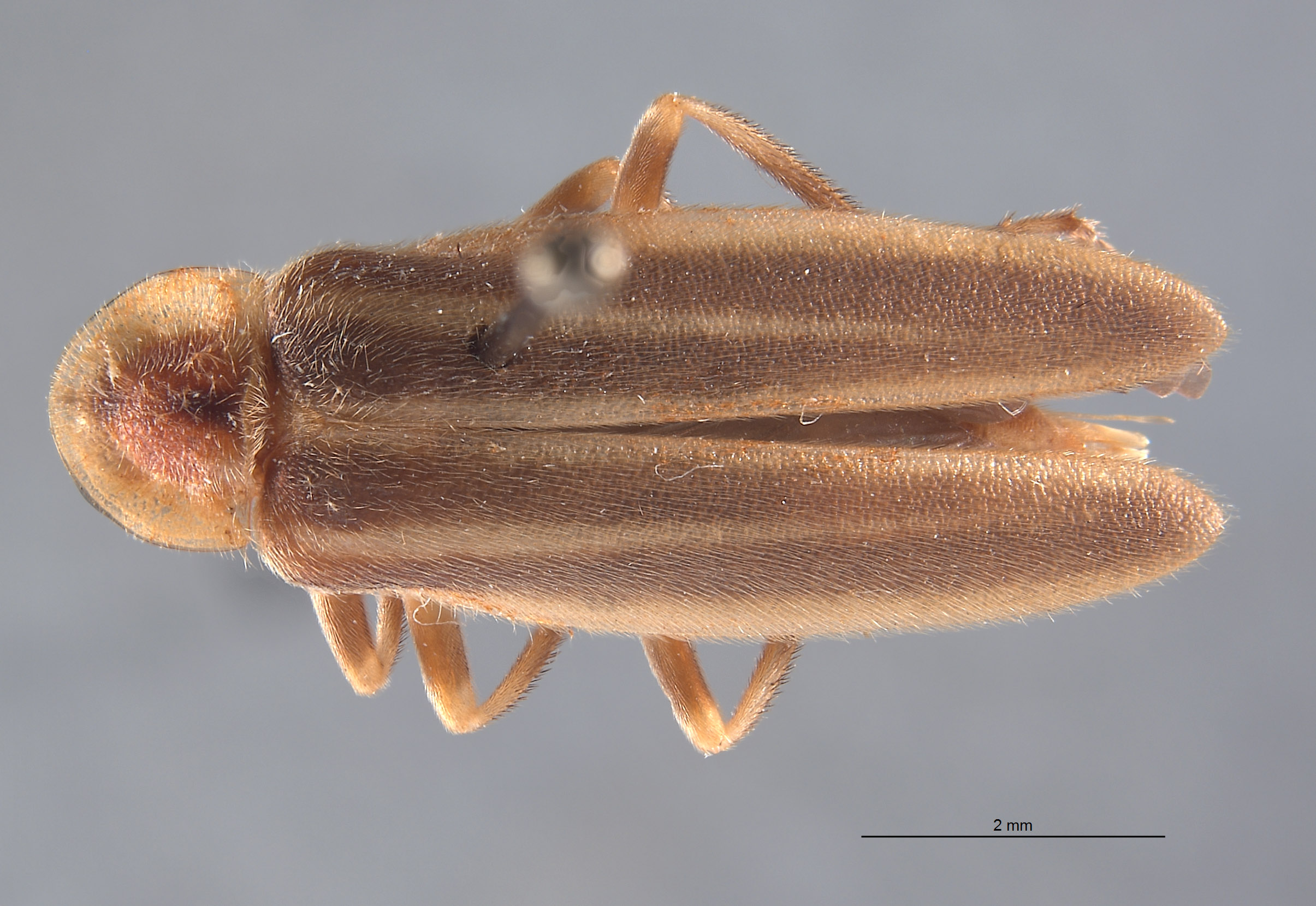 Photurinae image