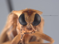 Photuris missouriensis image