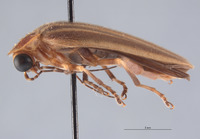 Photuris missouriensis image