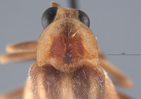 Photuris missouriensis image