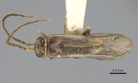 Malthodes margaritae image