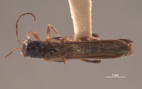 Microichthyurus montanus image