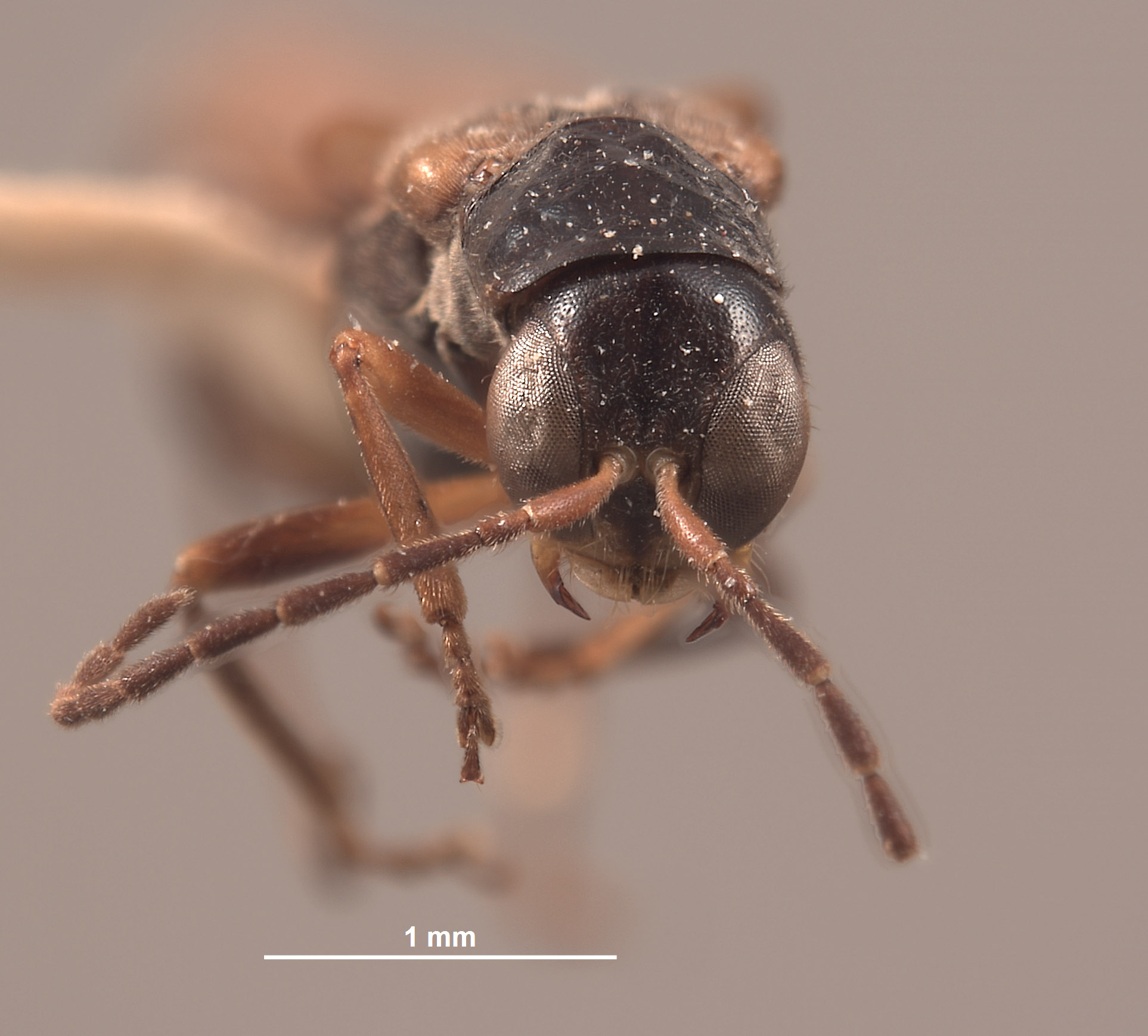 Microichthyurus montanus image