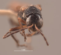 Microichthyurus montanus image