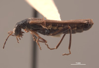 Microichthyurus montanus image