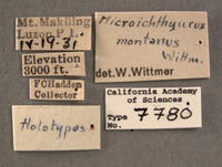 Microichthyurus montanus image