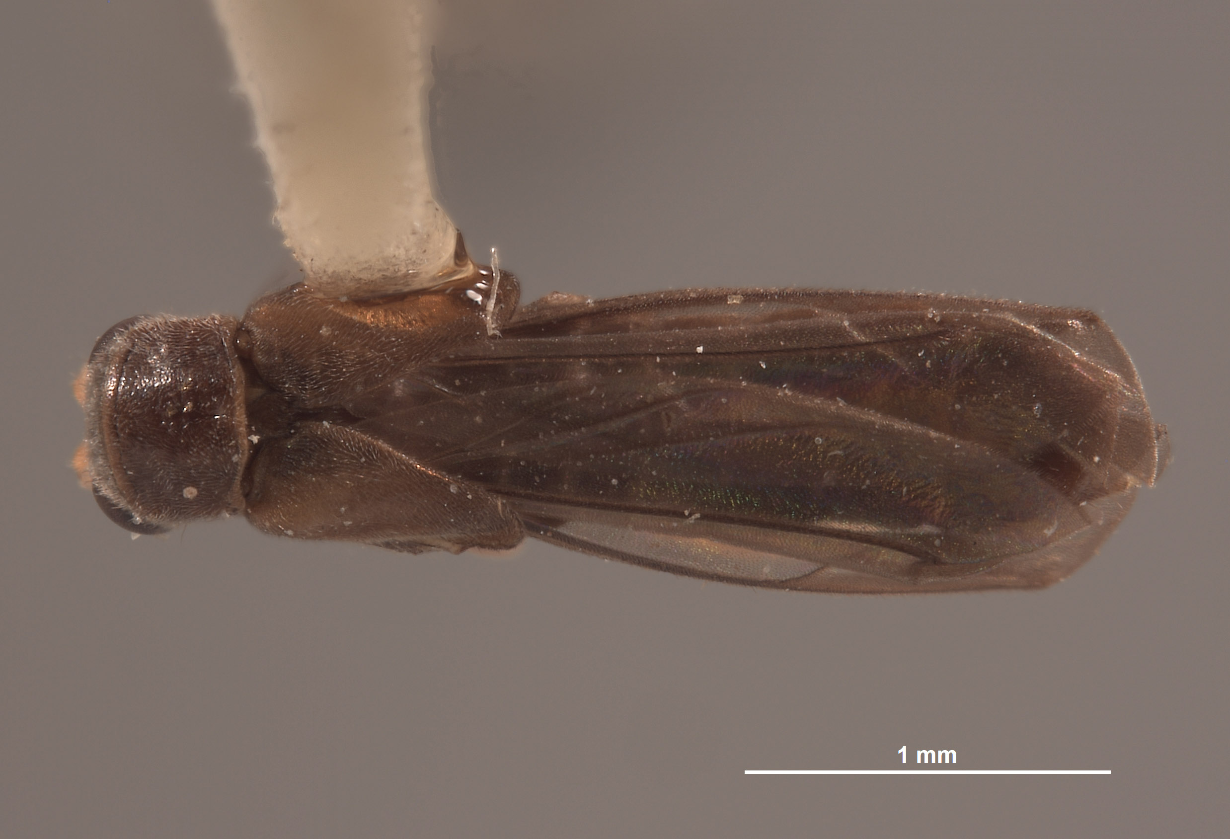 Microichthyurus rossi image