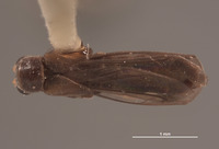 Microichthyurus rossi image