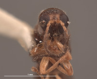 Microichthyurus rossi image