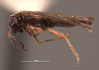 Microichthyurus rossi image
