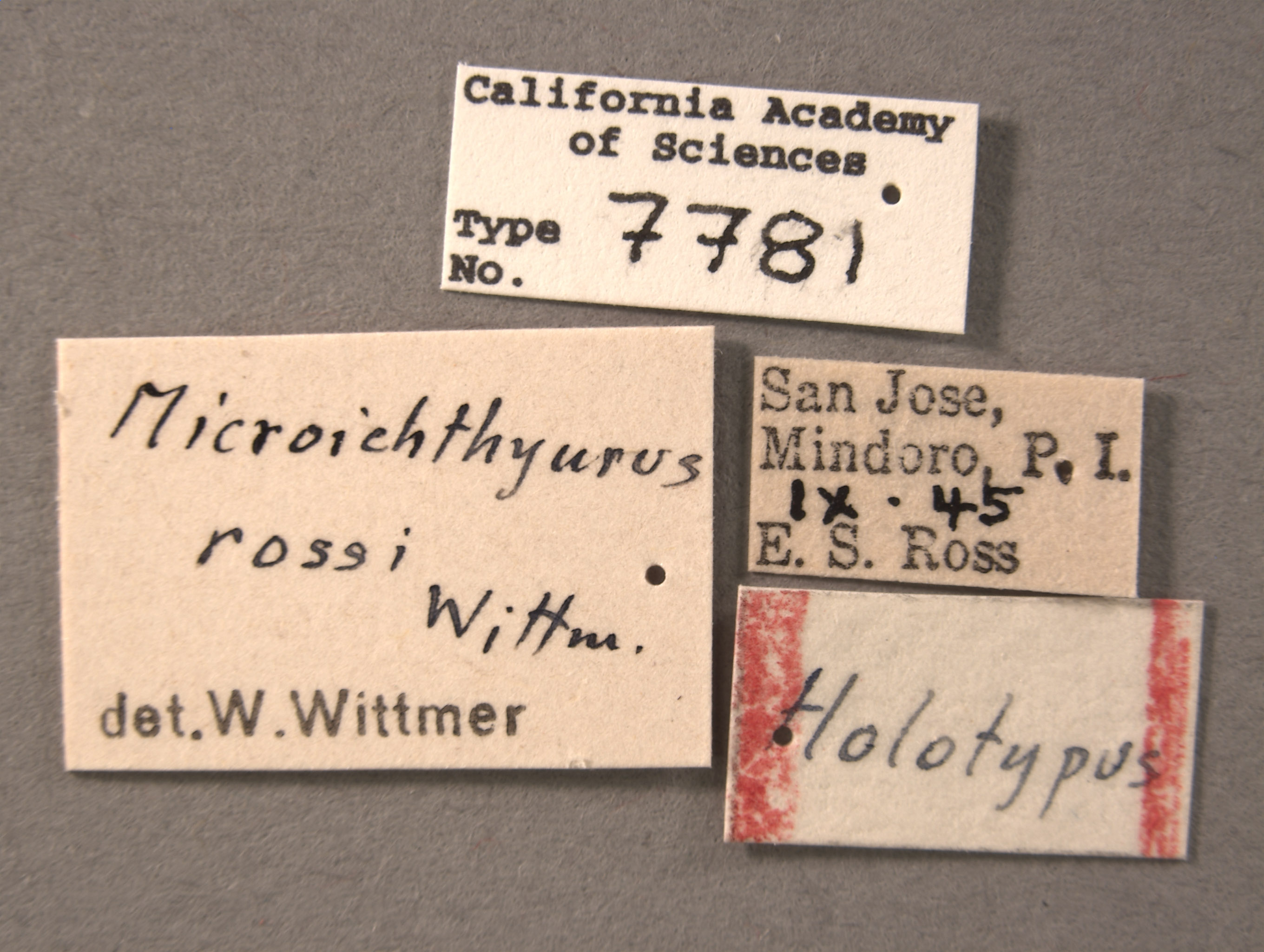 Microichthyurus rossi image