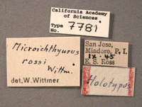 Microichthyurus rossi image