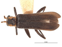 Image of Podabrinus taihokuensis