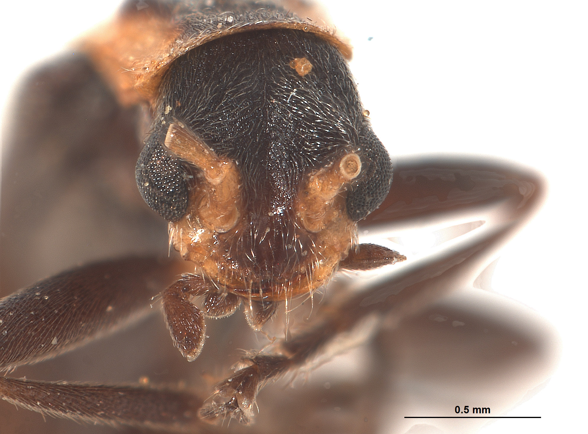 Podabrinus taihokuensis image