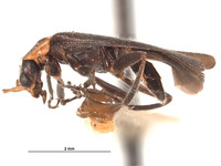 Podabrinus taihokuensis image