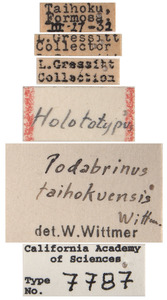 Podabrinus taihokuensis image