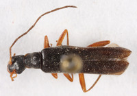 Podabrus obscurior image