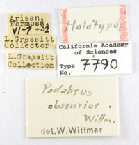 Podabrus obscurior image