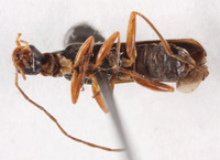 Podabrus obscurior image