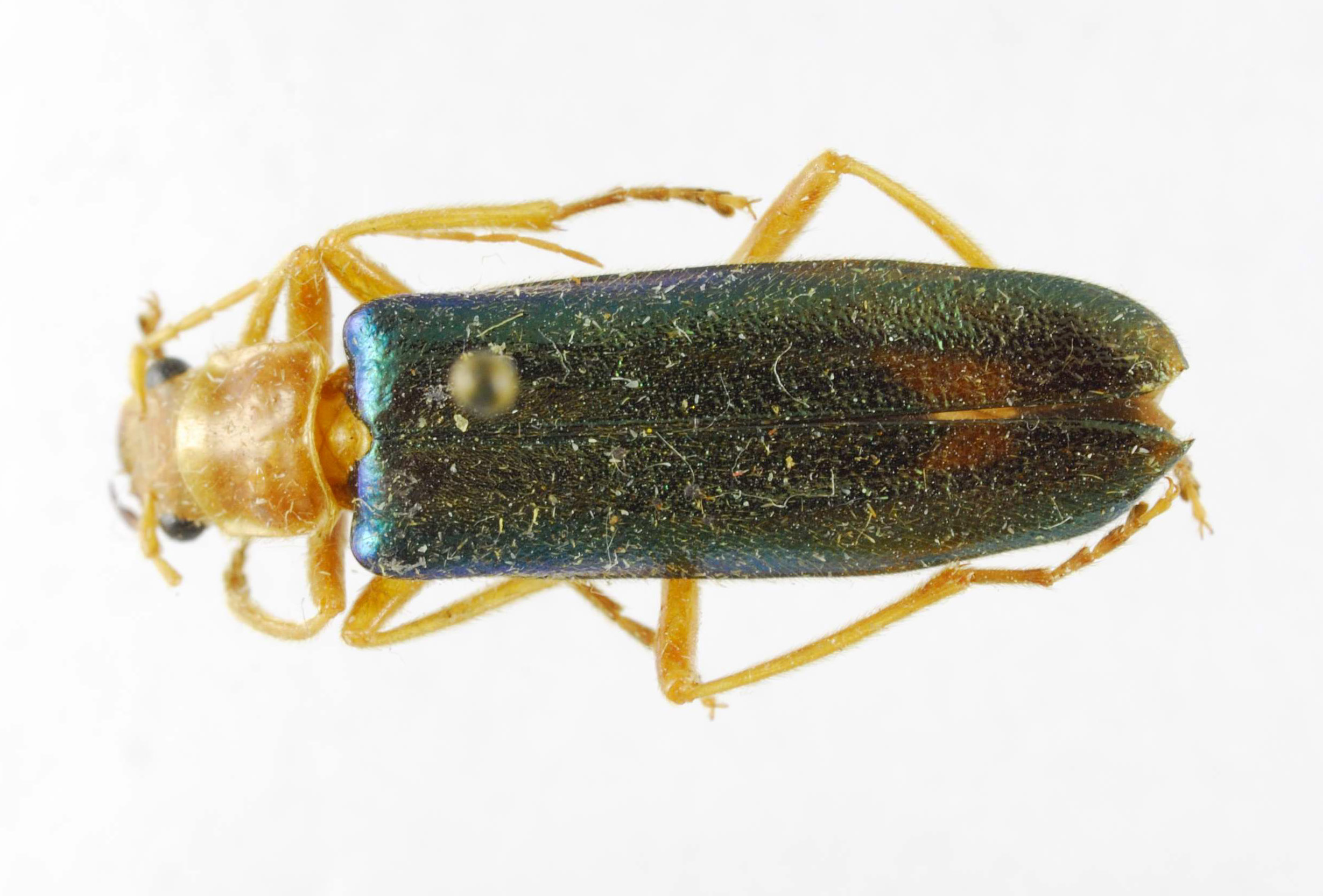 Themus pallidipes image