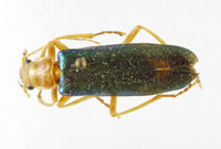 Themus pallidipes image