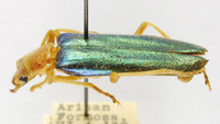 Themus pallidipes image