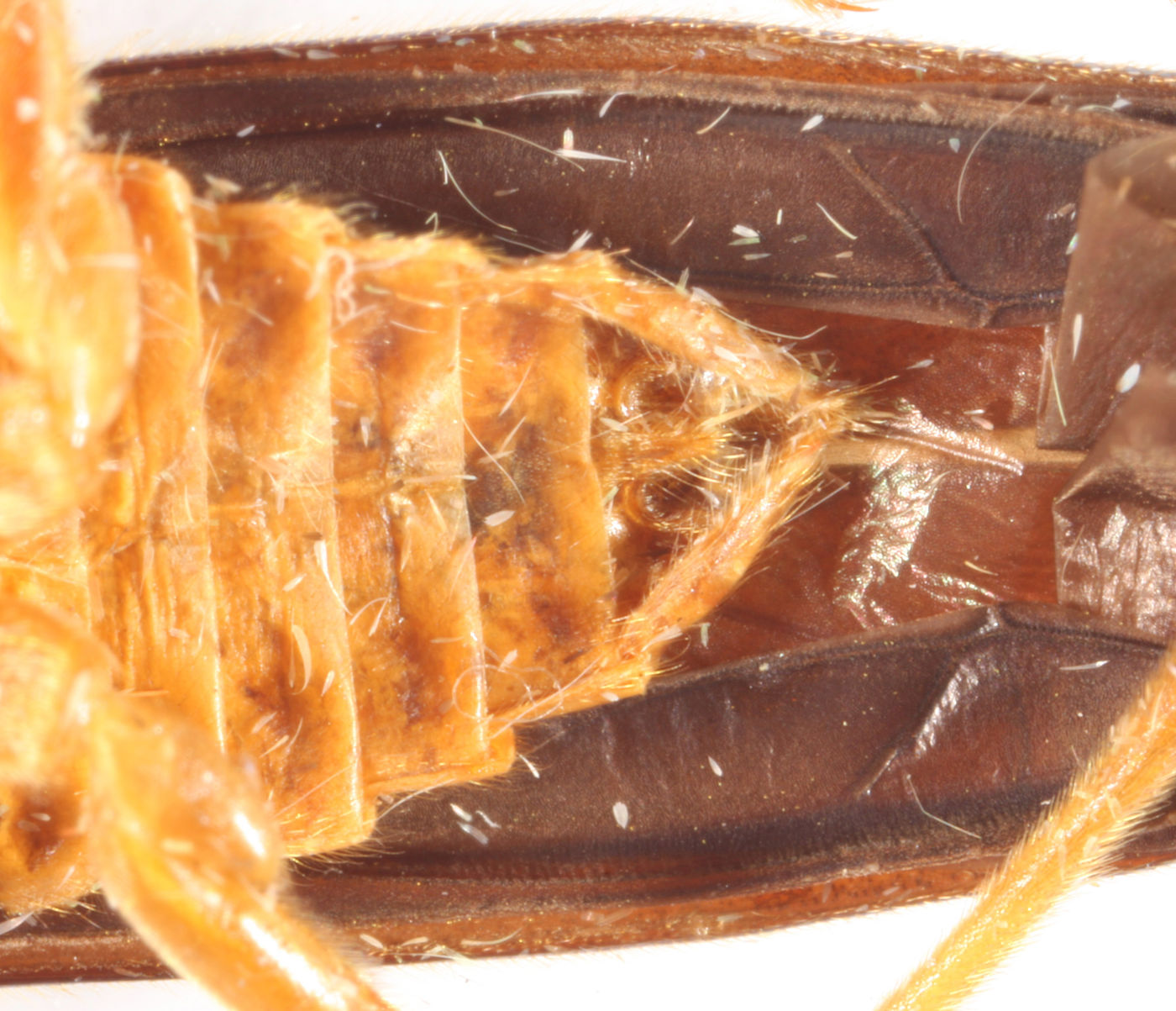 Themus pallidipes image