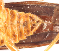 Themus pallidipes image