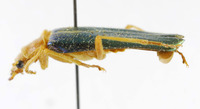 Themus pallidipes image