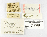 Themus pallidipes image