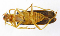 Themus pallidipes image