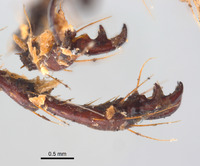 Phyllophaga aguadita image
