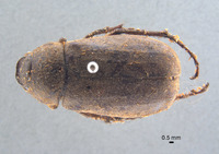 Phyllophaga aguadita image