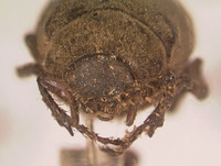 Image of Phyllophaga aguadita