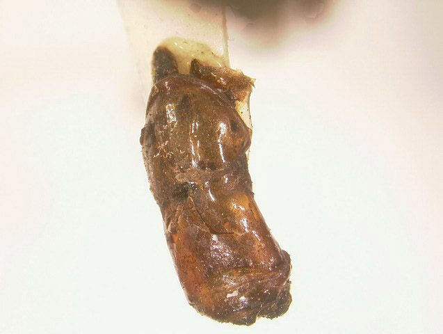 Phyllophaga aguadita image