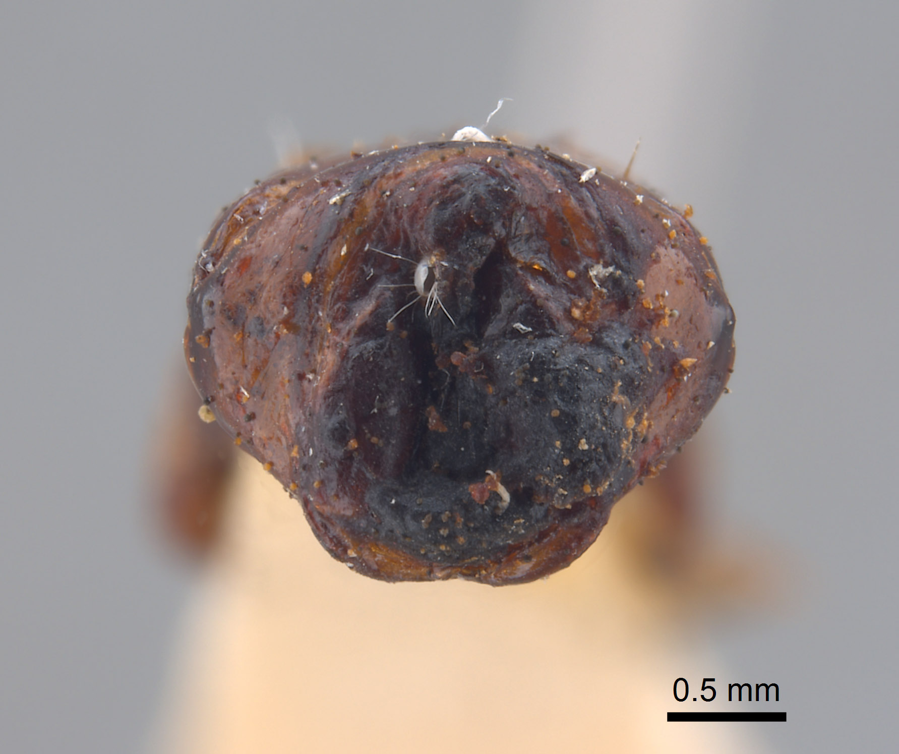 Phyllophaga aguadita image