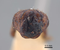 Phyllophaga aguadita image