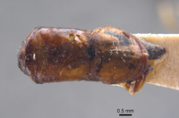 Phyllophaga aguadita image