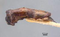 Phyllophaga aguadita image