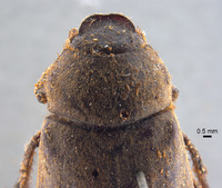 Phyllophaga aguadita image