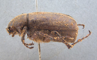 Phyllophaga aguadita image