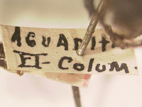 Phyllophaga aguadita image