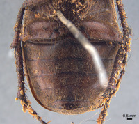 Phyllophaga aguadita image