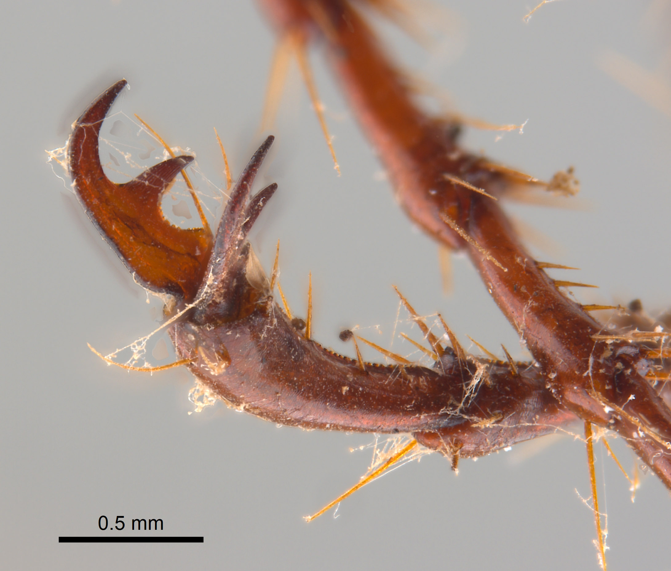 Phyllophaga apolinaria image