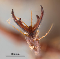 Phyllophaga apolinaria image