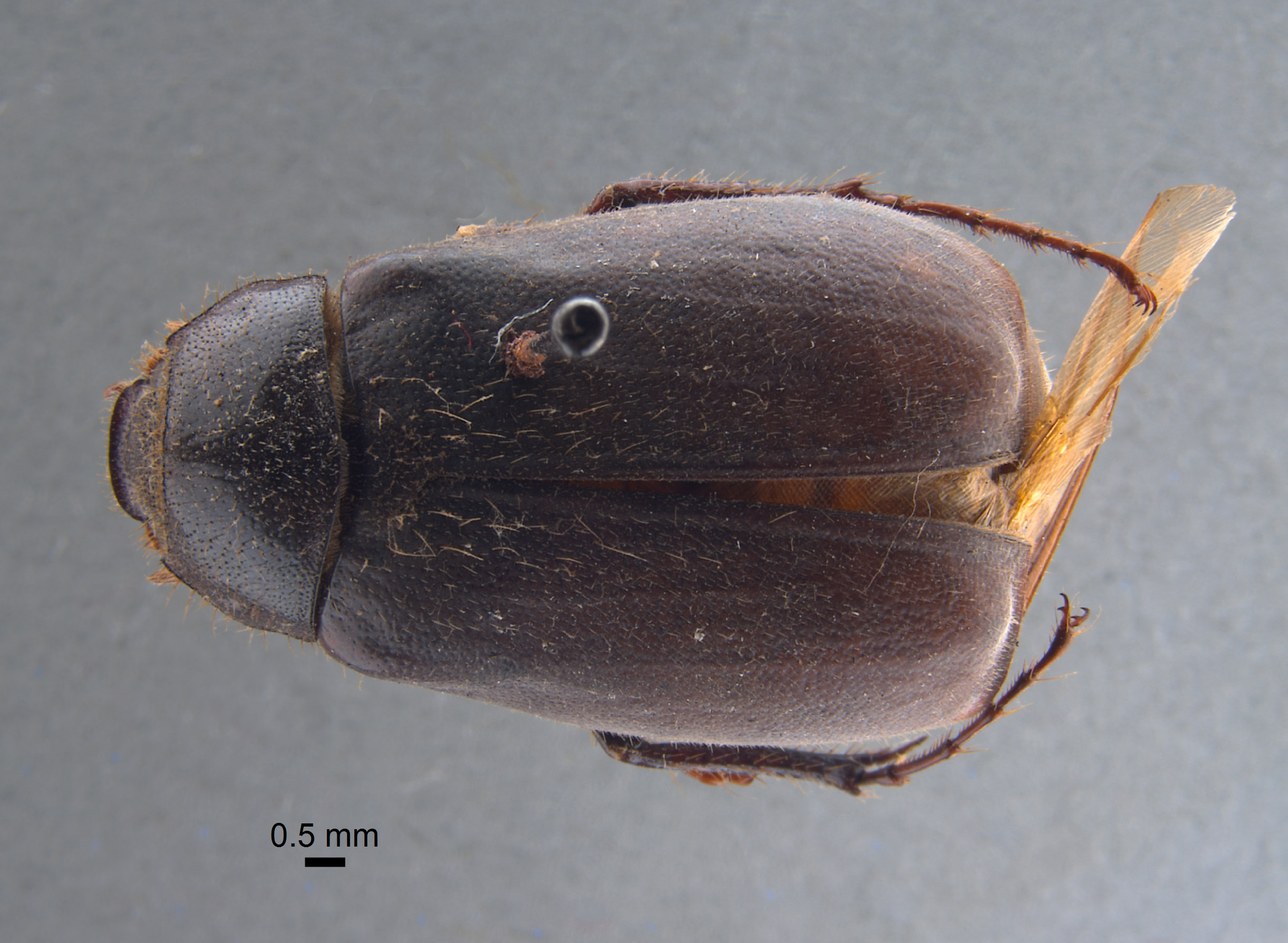Phyllophaga apolinaria image